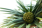 Fruit on the Screw Palm and leaves