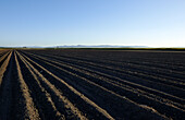 Prepared rows of soil for the planting of young sugarcane plants