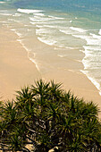 Blick über die Pandanus-Palme auf die Wellen, die auf den Strand von Fraser Island - Queensland schwappen