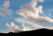 Clouds in blue sky above treetops