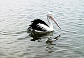 Pelikan, der auf plätscherndem Wasser paddelt