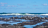 Crested Tern Colony at Flat Rock, Ballina