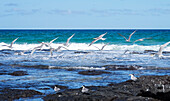 Crested Tern Colony in flight