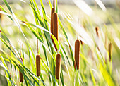 Sunlight on Gumbungee reeds with heads