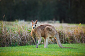Lone Kangaroo