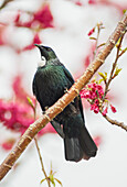 New Zealand Tui perched in a flowering cherry tree