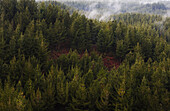 Aerial view of mist over Pine Tree Forest