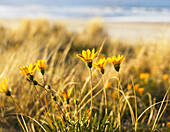 Gelbe Gazania Daisy Blumen wachsen am Strand