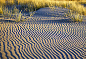 Gräser, die auf gekräuseltem Sand wachsen