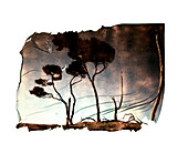 Polaroid transfer of old gum trees with greens and brown tones