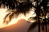 Looking past palm trees to hazy sunset over hills