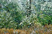 Schnee, der auf Bäumen und Vegetation in der Wildnis staubt