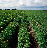 Rows of flowering potato crop