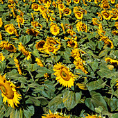 Close up of field of flowering sunflowers