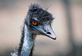 Close up head shot of an Emu