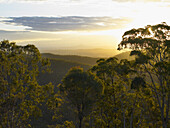 Blick vom Gipfel des Mount Tambourine bei Sonnenuntergang über die Kronen der Eukalyptusbäume auf The Main Divide