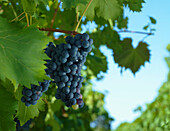 Close up of red wine grapes ready for harvesting on vine.