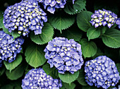 Bush full of large blue hydrangea flower heads