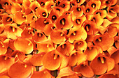 Close up of bunch of orange Cana Lillies