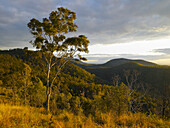 View past lone gumtree and grassy hill to the rolling hills of the hinterland in late afternoon