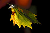 Nahaufnahme der Blätter verwandeln sich in Herbstfarben