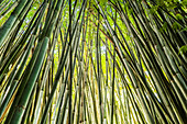Blick nach oben auf reife riesige Bambusstöcke, die sich oben überkreuzen