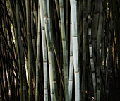 Nahaufnahme von Bambus