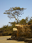 Bäume wachsen auf felsigen Klippen an der Küste von Fraser Island, Queensland, Australien