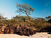 Trees growing on rocky cliffs on the coast of Fraser Island
