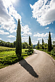 Pathway with cypresses, Château des Tourillons, Arbois, Jura department, Bourgogne-Franche-Comté, Jura region, France