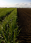 Rows of young sugarcane growing in ploughed field