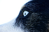 Nahaufnahme des blauen Auges des schwarzen und weißen Hundes
