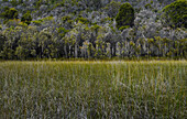 Natural Australian Bush and vegetation on Fraser Island - Australia