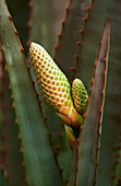 Nahaufnahme der Aloe Vera Pflanze mit neuen Blütenknospen erscheinen