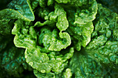 Nahaufnahme von Regentropfen auf Salatpflanze