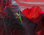 A praying mantis on a dark red leaf