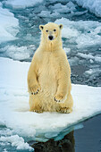 Eisbär (Ursus Maritimus) sitzend auf Packeis, Svalbard, Norwegen