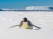 Kaiserpinguin (Aptenodytes forsteri) taboggoning auf Meereis, Weddellmeer, Antarktis