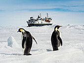 Kaiserpinguine (Aptenodytes forsteri) und National Geographic Explorer, Weddellmeer, Antarktis