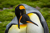 Courtship Behavior, King Penguins (Aptenodytes patagonicus), at St. Andrews Bay, South Georgia
