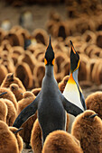 Courtship display among the Oakum Boys, King Penguins (Aptenodytes patagonicus), St. Andrews Bay, South Georgia