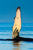 Whale rolling on its side lifting flipper, Humpback Whales (Megaptera novaeangliae), Maui, Hawaii