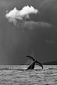 Whale tale, Humpback Whale (Megaptera novaeangliae) lifts its fluke, Maui, Hawaii