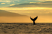 Whale tale, Humpback Whale (Megaptera novaeangliae) lifts its fluke at sunrise, Maui, Hawaii