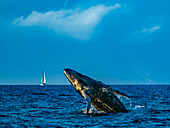Breaching Humpback Whale (Megaptera novaeangliae) and sailboat, Maui, Hawaii