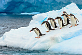 Gentoo Penguins (Pygoscelis papua), lineup to jump from iceberg, Cuverville Island, Antarctica