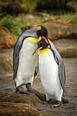 Courtship Behavior, King Penguins (Aptenodytes patagonicus), at St. Andrews Bay, South Georgia