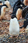 Adelie-Pinguine (Pygoscelis adeliae) auf Torguson Island, in der Nähe der Palmer Station, Antarktis