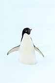 Adelie-Pinguin (Pygoscelis Adeliae) auf Neuschnee, Antarktis
