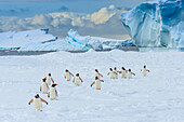 Gentoo Penguins (Pygoscelis papua) on pack ice in Lemaire Channel, Antarctica